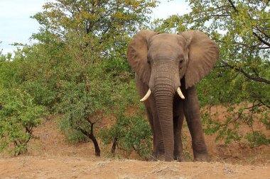 Afrikanischer Elefant / African elephant / Loxodonta africana