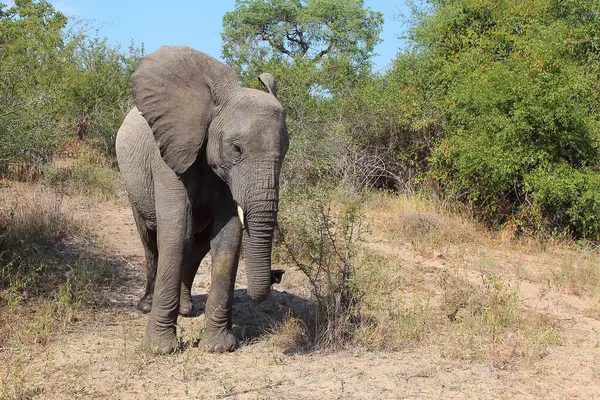 Afrikanischer Elefant African Elephant Loxodonta Africana — Fotografia de Stock