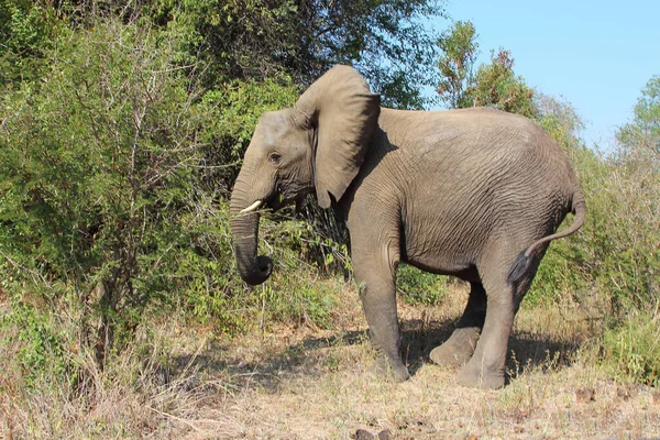 Afrikanischer Elefant African Elephant Loxodonta Africana — 스톡 사진