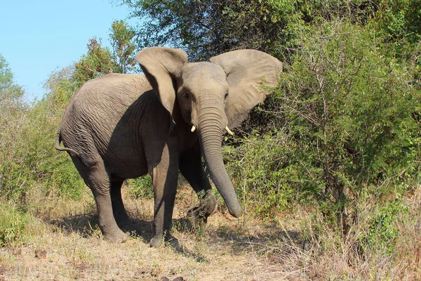 Afrikanischer Elefant African Elephant Loxodonta Africana — ストック写真