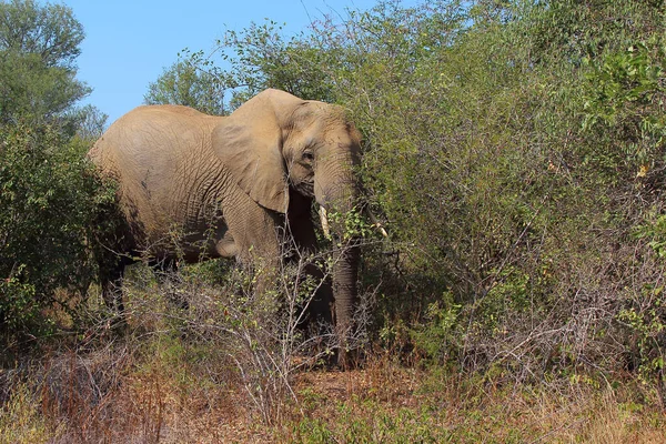 Afrikanischer Elefant African Elephant Loxodonta Africana — ストック写真