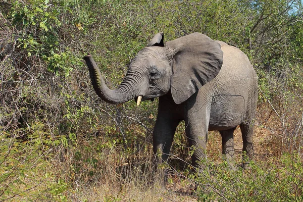 Afrikanischer Elefant Αφρικανικός Ελέφαντας Loxodonta Africana — Φωτογραφία Αρχείου