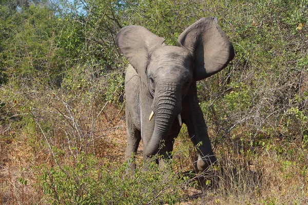 Afrikanischer Elefant African Elephant Loxodonta Africana — Foto Stock