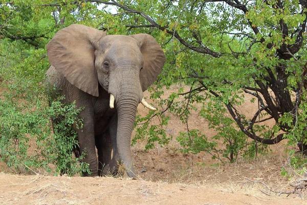 Afrikanischer Elefant African Elephant Loxodonta Africana — Stockfoto