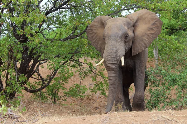 Afrikanischer Elefant African Elephant Loxodonta Africana — Stockfoto