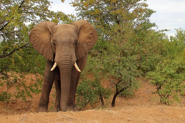 Afrikanischer Elefant African Elephant Loxodonta Africana — Stockfoto