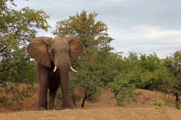 Afrikanischer Elefant African Elephant Loxodonta Africana — Stockfoto