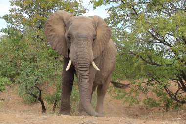 Afrikanischer Elefant / African elephant / Loxodonta africana