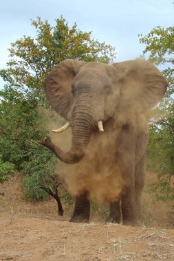 Afrikanischer Elefant / African elephant / Loxodonta africana
