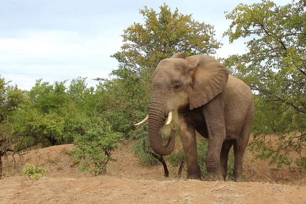 Afrikanischer Elefant African Elephant Loxodonta Africana — ストック写真