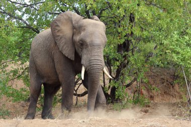 Afrikanischer Elefant / African elephant / Loxodonta africana