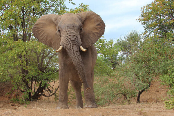 Afrikanischer Elefant / African elephant / Loxodonta africana