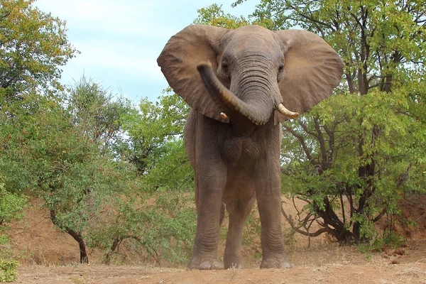 Afrikanischer Elefant / African elephant / Loxodonta africana