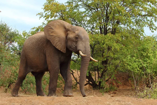 Afrikanischer Elefant African Elephant Loxodonta Africana — Stok fotoğraf