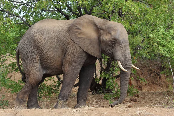 Африканский Слон Африканский Слон Loxodonta Africana — стоковое фото