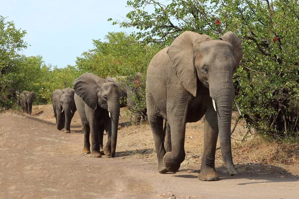 Afrikanischer Elefant African Elephant Loxodonta Africana — Foto de Stock