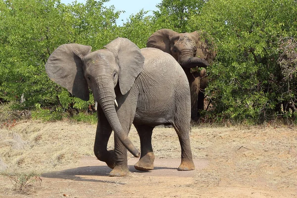 Африканский Слон Африканский Слон Loxodonta Africana — стоковое фото