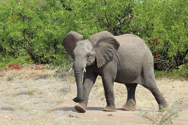 Afrikanischer Elefant / African elephant / Loxodonta africana