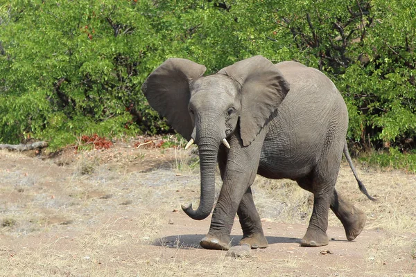 Afrikanischer Elefant African Elephant Loxodonta Africana — Zdjęcie stockowe