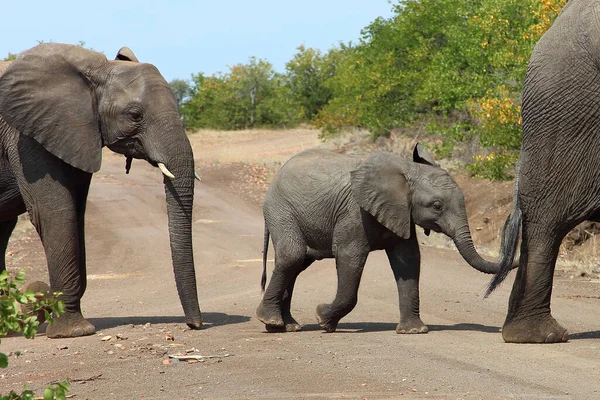 Afrikanischer Elefant African Elephant Loxodonta Africana — Foto de Stock