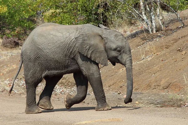 Afrikanischer Elefant African Elephant Loxodonta Africana — Stock Photo, Image