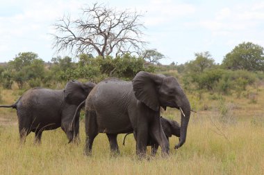 Afrikanischer Elefant / African elephant / Loxodonta africana