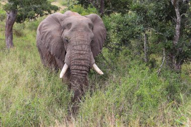 Afrikanischer Elefant / African elephant / Loxodonta africana