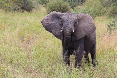 Afrikanischer Elefant / African elephant / Loxodonta africana