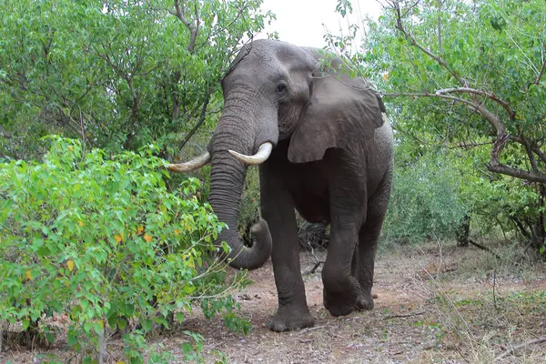 Afrikanischer Elefant African Elephant Loxodonta Africana — ストック写真