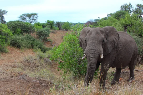 Afrikanischer Elefant African Elephant Loxodonta Africana — Foto Stock