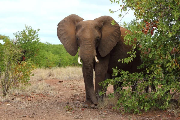 Afrikanischer Elefant African Elephant Loxodonta Africana — Stockfoto