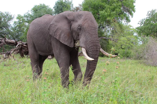 Afrikanischer Elefant Αφρικανικός Ελέφαντας Loxodonta Africana — Φωτογραφία Αρχείου