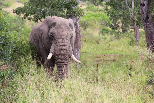 Afrikanischer Elefant African Elephant Loxodonta Africana — Fotografia de Stock