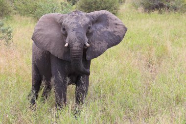 Afrikanischer Elefant / African elephant / Loxodonta africana