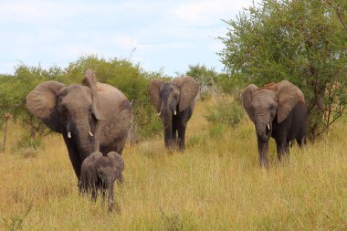 Afrikanischer Elefant / African elephant / Loxodonta africana