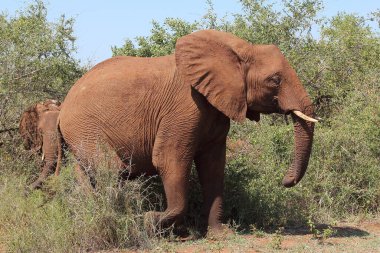 Afrikanischer Elefant / African elephant / Loxodonta africana