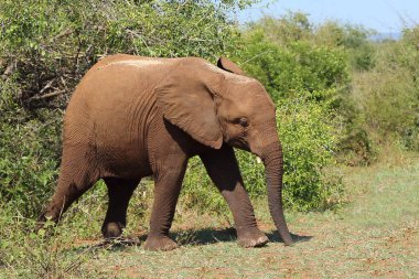 Afrikanischer Elefant / African elephant / Loxodonta africana