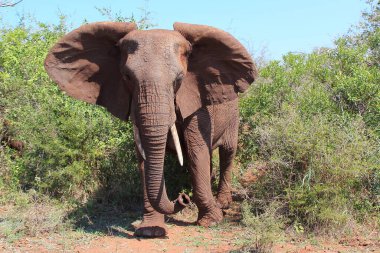 Afrikanischer Elefant / African elephant / Loxodonta africana