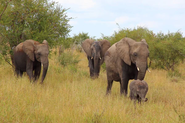 Afrikanischer Elefant African Elephant Loxodonta Africana — Foto de Stock