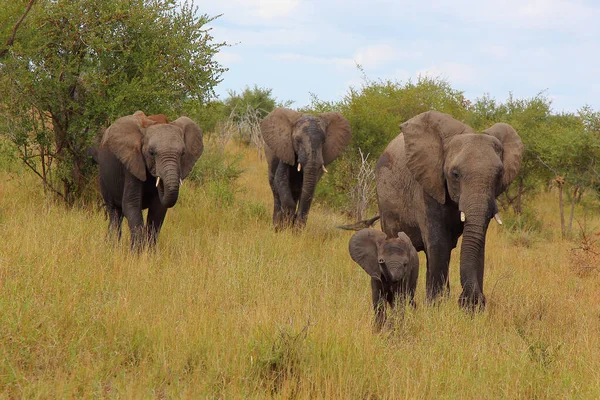 Afrikanischer Elefant African Elephant Loxodonta Africana — 图库照片