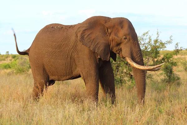 Afrikanischer Elefant African Elephant Loxodonta Africana — 스톡 사진