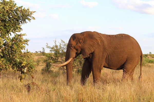 Afrikanischer Elefant African Elephant Loxodonta Africana — 스톡 사진