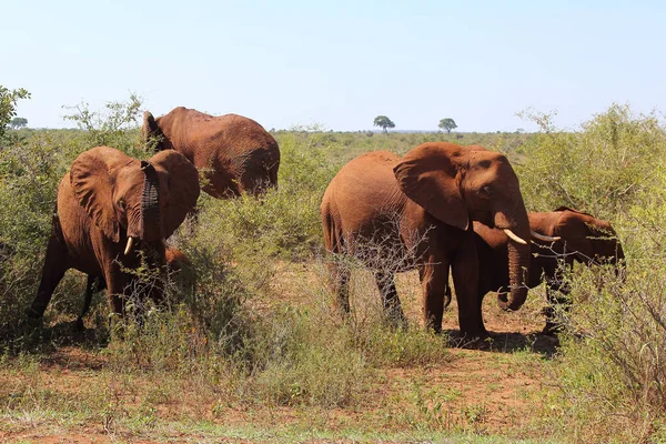 Afrikanischer Elefant African Elephant Loxodonta Africana — Stock Fotó