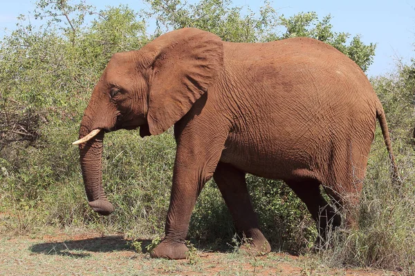 Afrikanischer Elefant African Elephant Loxodonta Africana — Photo