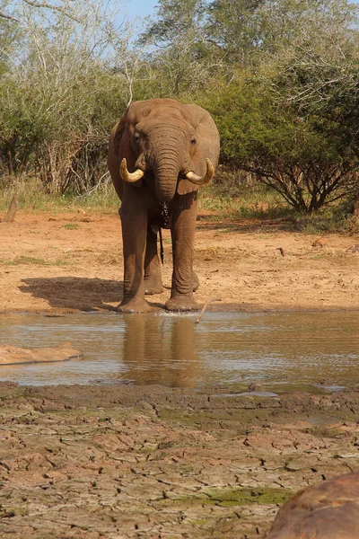 Afrikanischer Elefant Αφρικανικός Ελέφαντας Loxodonta Africana — Φωτογραφία Αρχείου