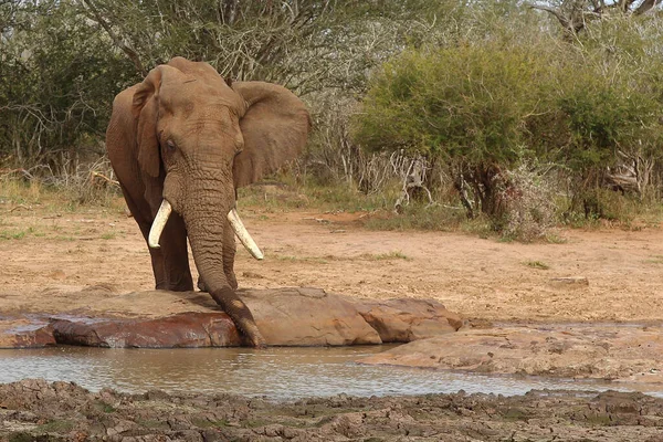 Afrikanischer Elefant Αφρικανικός Ελέφαντας Loxodonta Africana — Φωτογραφία Αρχείου