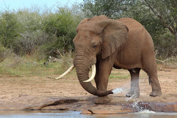 Afrikanischer Elefant African Elephant Loxodonta Africana — Foto de Stock