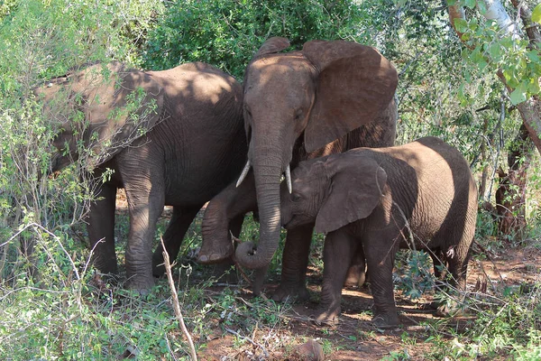 Afrikanischer Elefant African Elephant Loxodonta Africana Stock Image