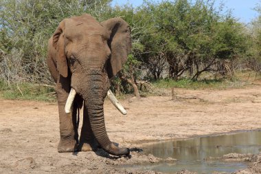 Afrikanischer Elefant / African elephant / Loxodonta africana