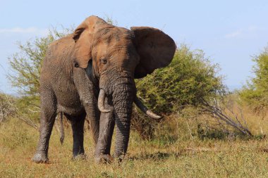 Afrikanischer Elefant / African elephant / Loxodonta africana